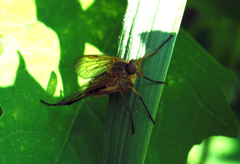 Femmina di Rhagio tringarius (Rhagionidae)